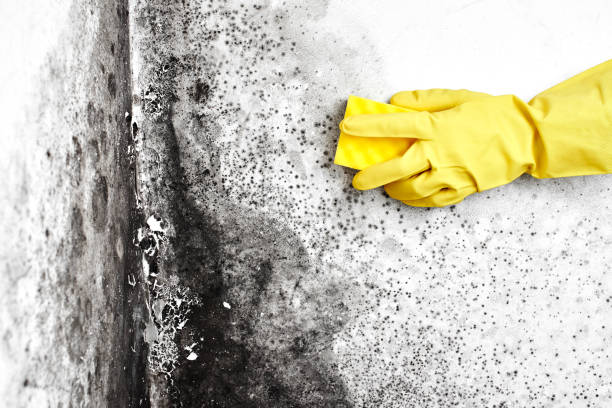 Best DIY Mold Remediation Support Services in Cape Carteret, NC