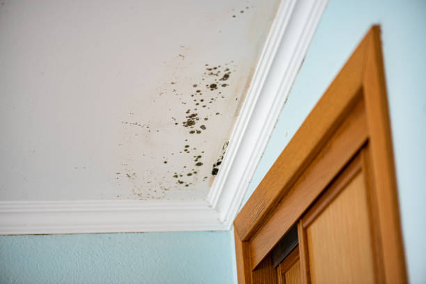 Best Post-Flood Mold Remediation in Cape Carteret, NC