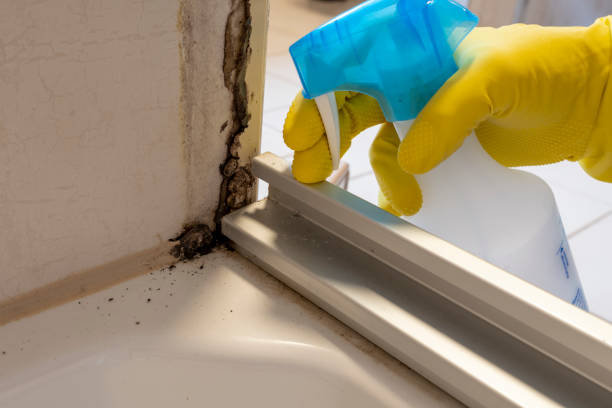 Best Emergency Mold Remediation in Cape Carteret, NC