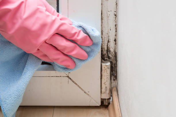 Best White Mold Remediation in Cape Carteret, NC